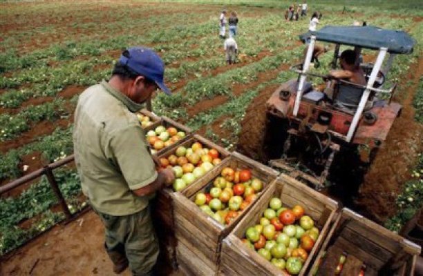 Veste proastă pentru agricultori: Subvenţia micşorată la 158 de euro/ha